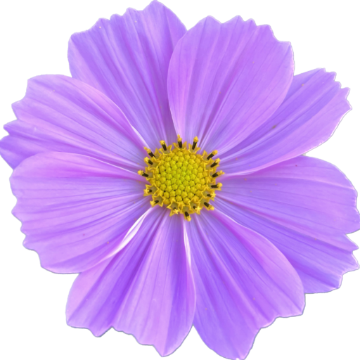 single cosmo flower