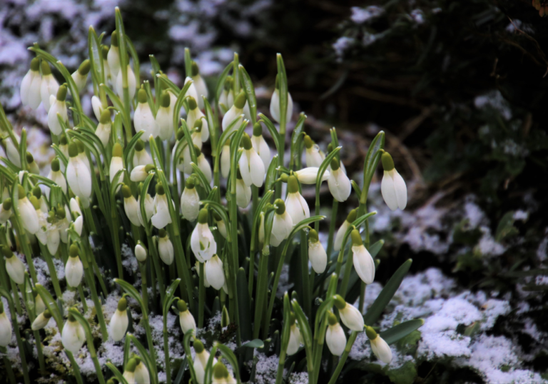 January Birth Flower- Meaning, Gift Ideas, & Growing Guide
