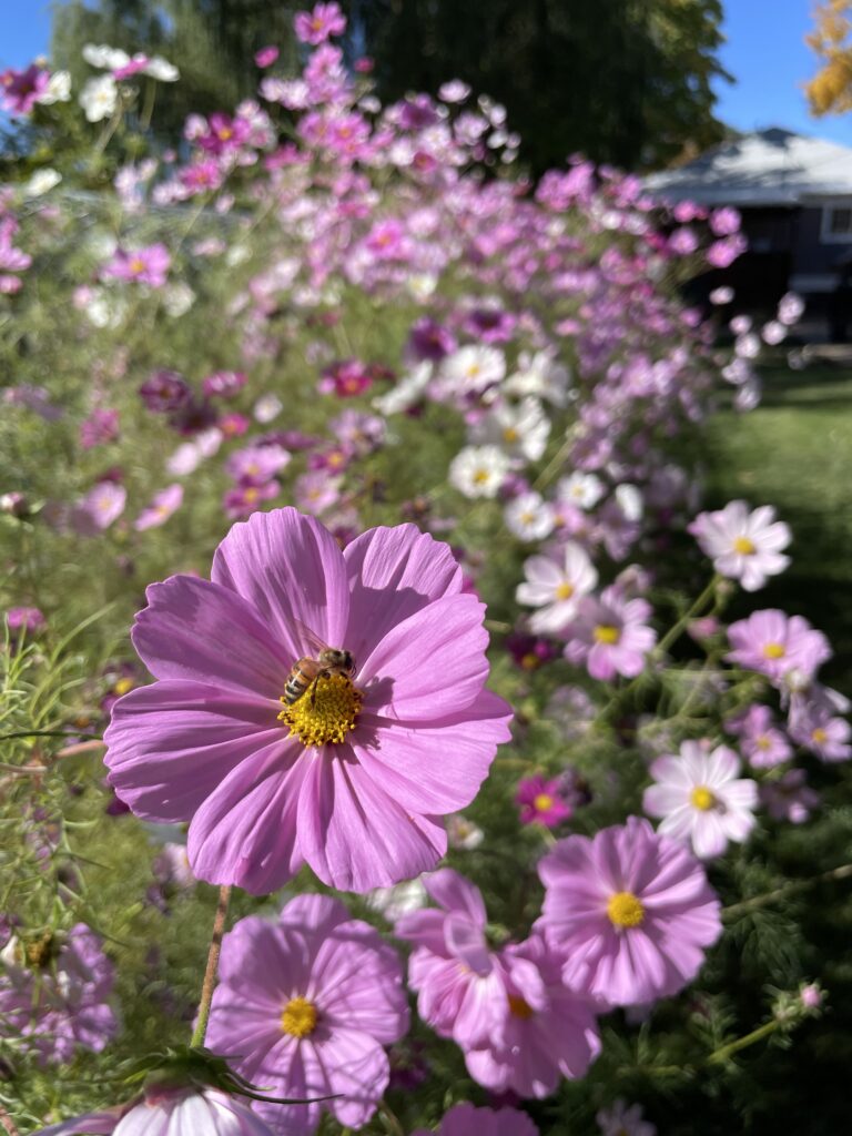 cosmo cutting garden