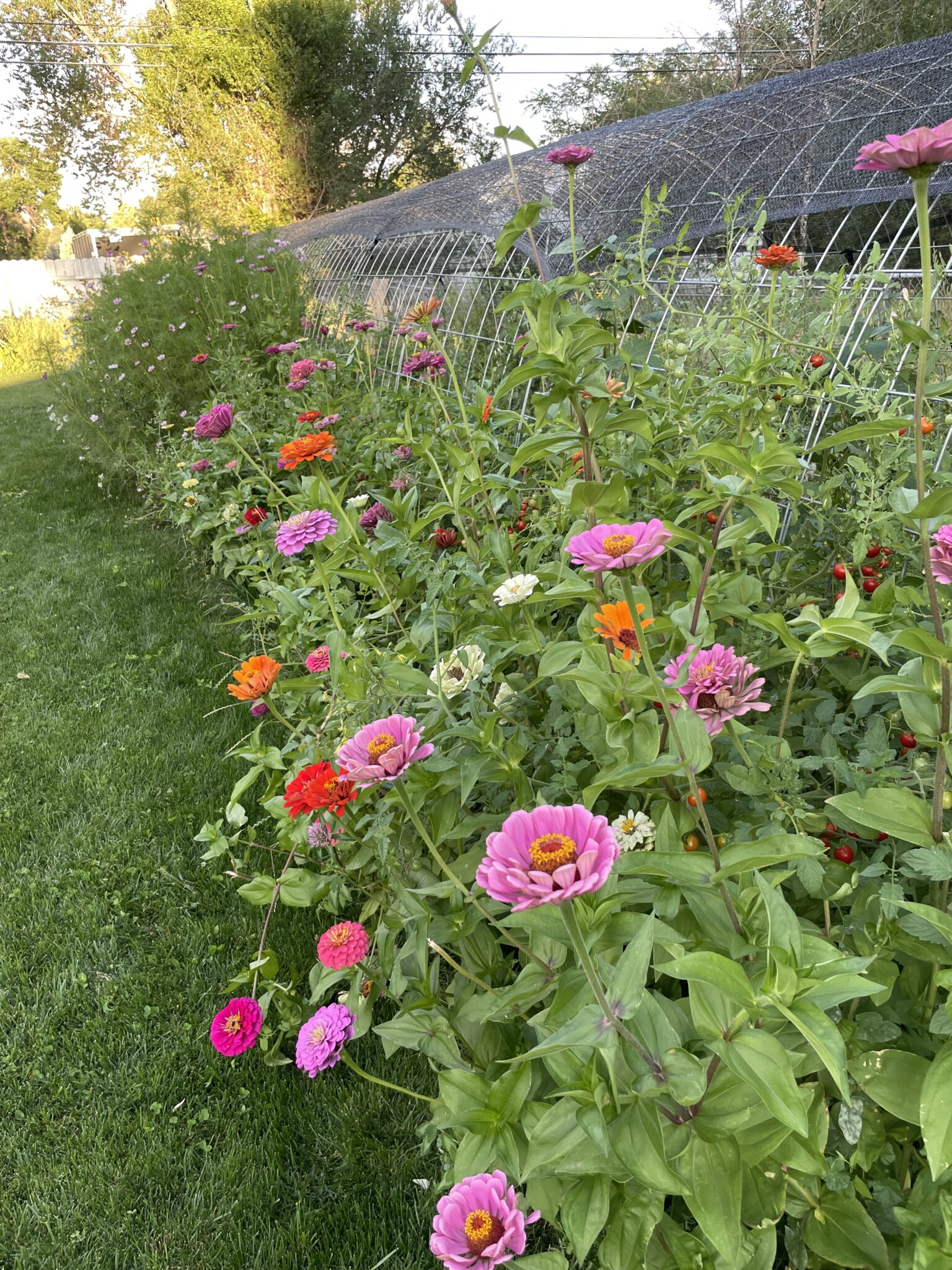 Grow Your Perfect Cutting Flower Garden This Year! - Beth's Flower Farm