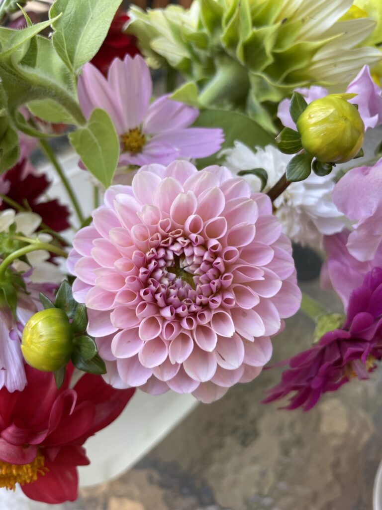 pink dahlia with other flowers 