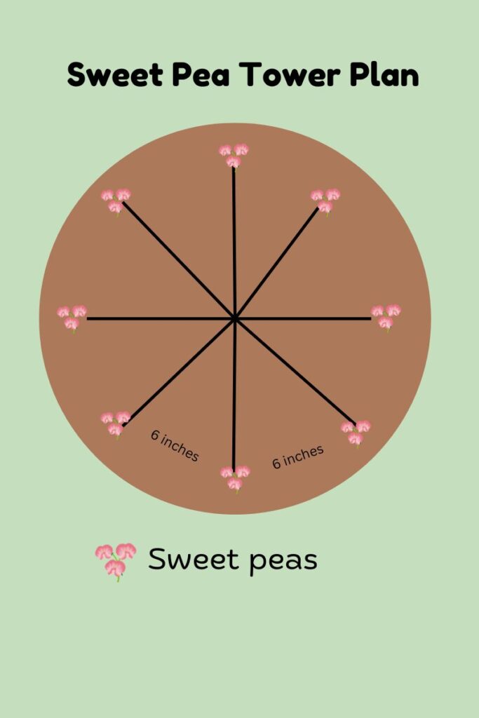 layout for growing a sweet pea tower