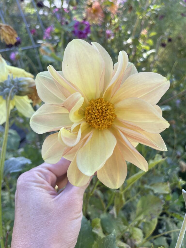 single dahlia flower