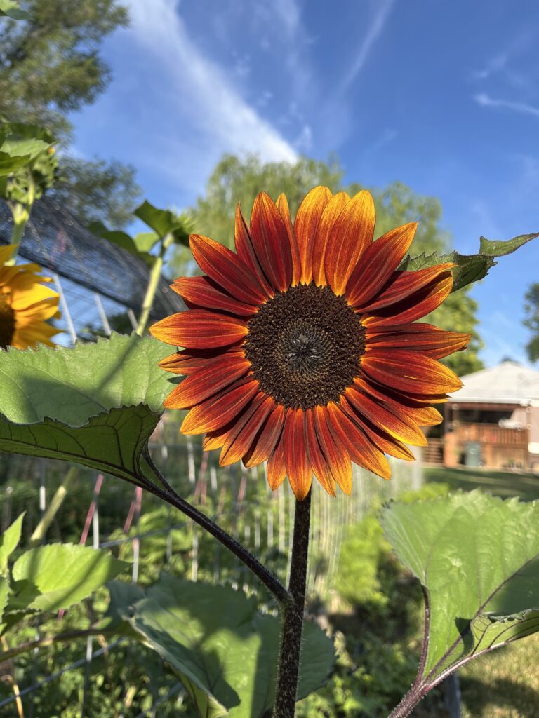 single red sunflower