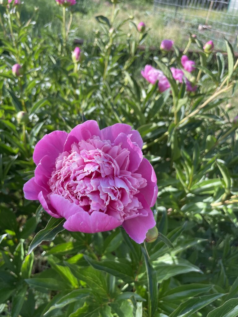 Fragrant Garden, All You Need to Know to Grow!