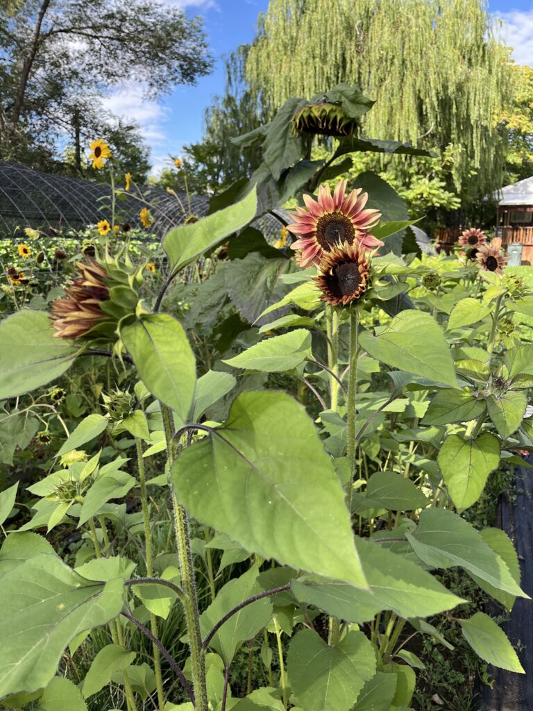 sunflower garden