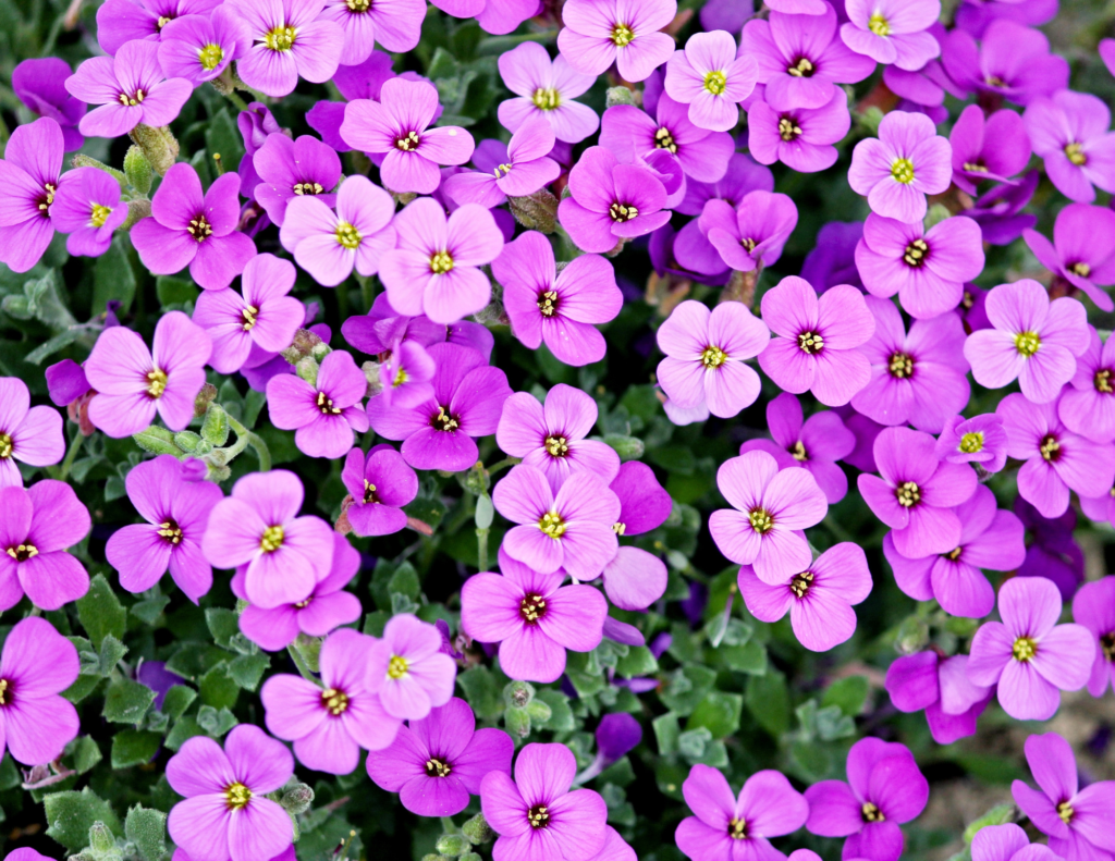 many purple violets February birth flower