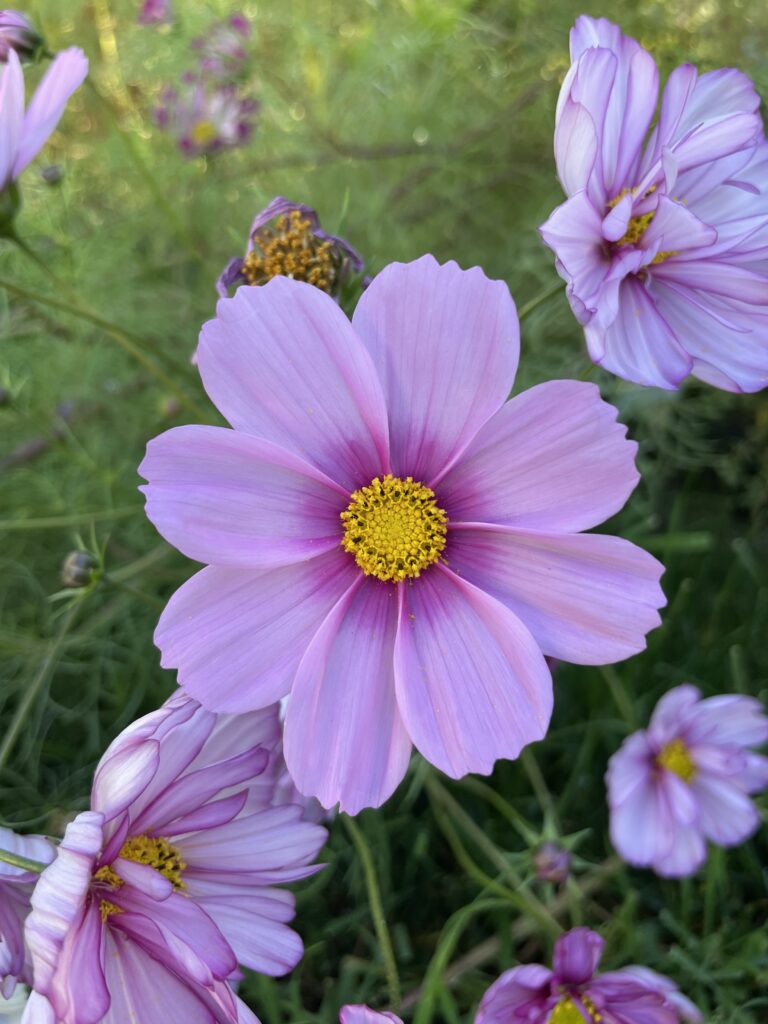 cosmo flower