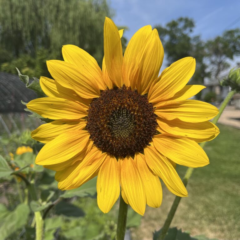 Grow a Sunflower Garden at Home!
