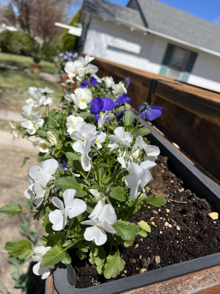 violets planted in a container