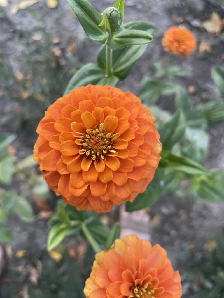 orange zinnia