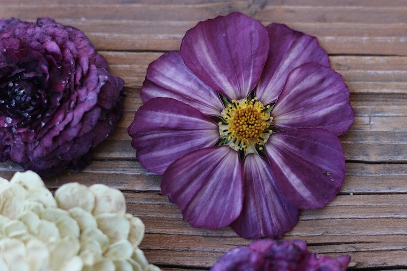 dried cosmo flower