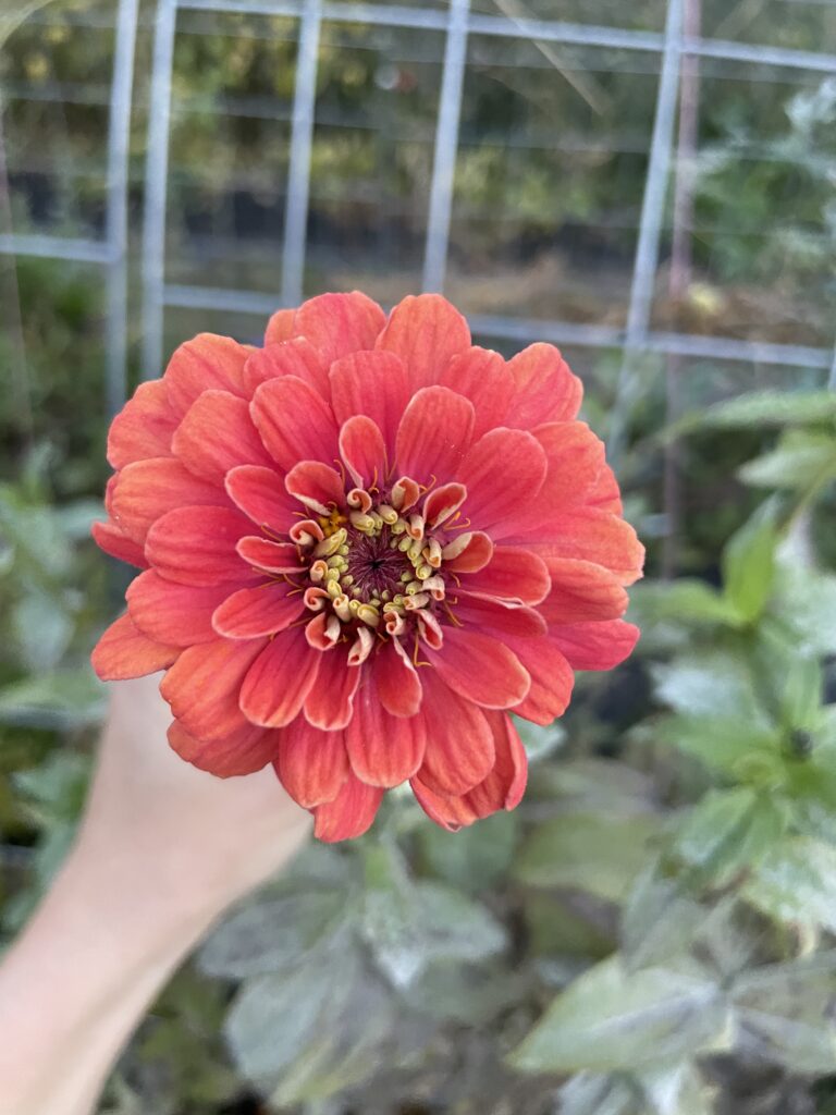 close up of orange zinnia flower