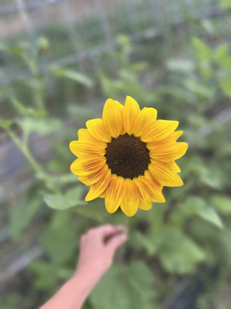 close up of single sunflower