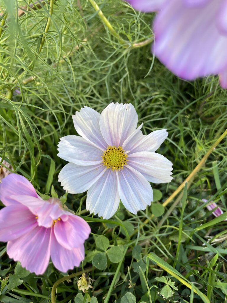 close up of cosmos flower