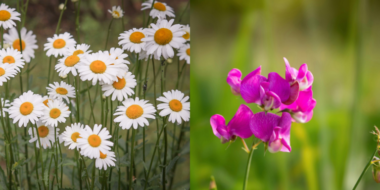 daisy and sweet pea flower