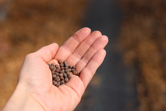 hand full of sweet pea seeds