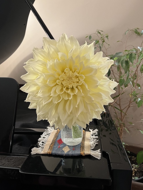 yellow large dinner plate dahlia