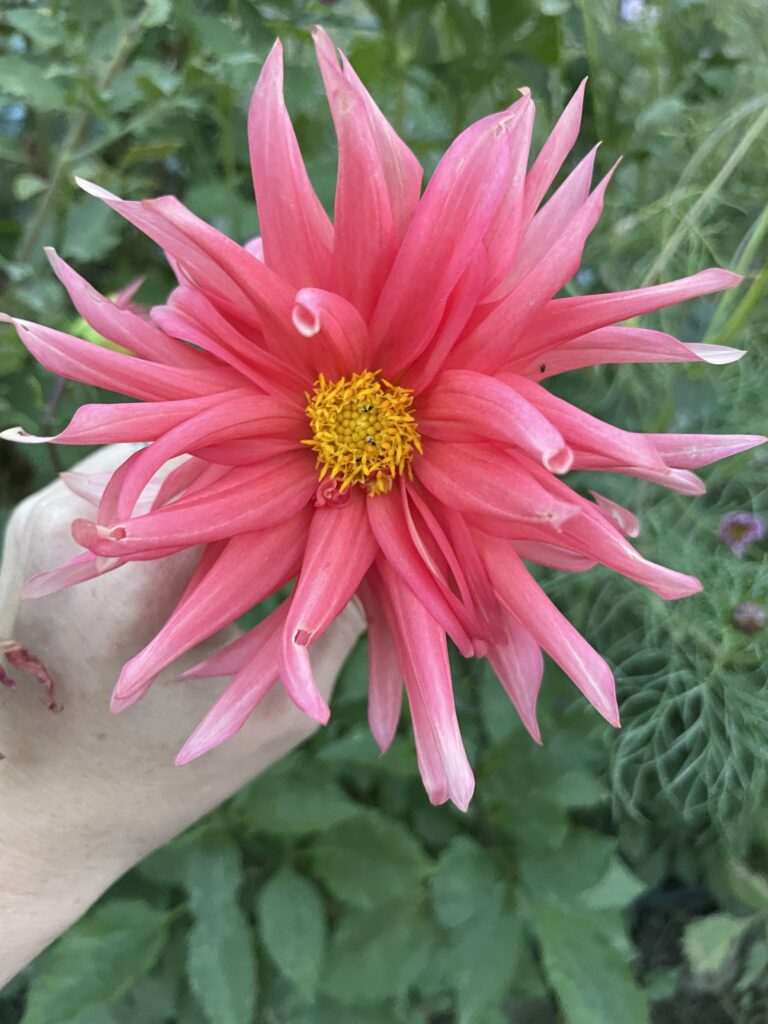 single red dahlia grow dahlias from tuber