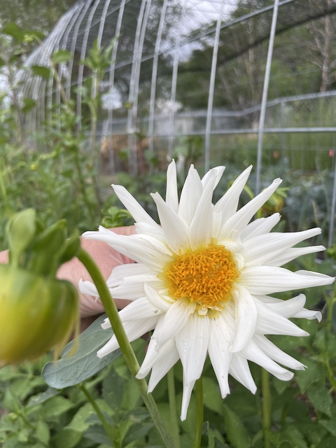 How to care for dahlias. single dahlia white flower