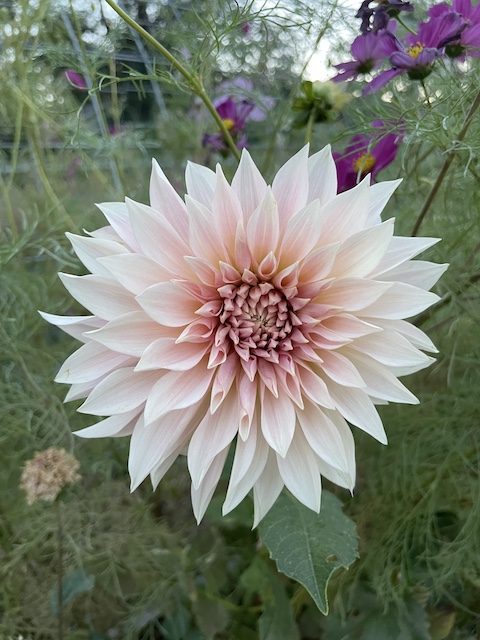 single large dahlia plant and flower