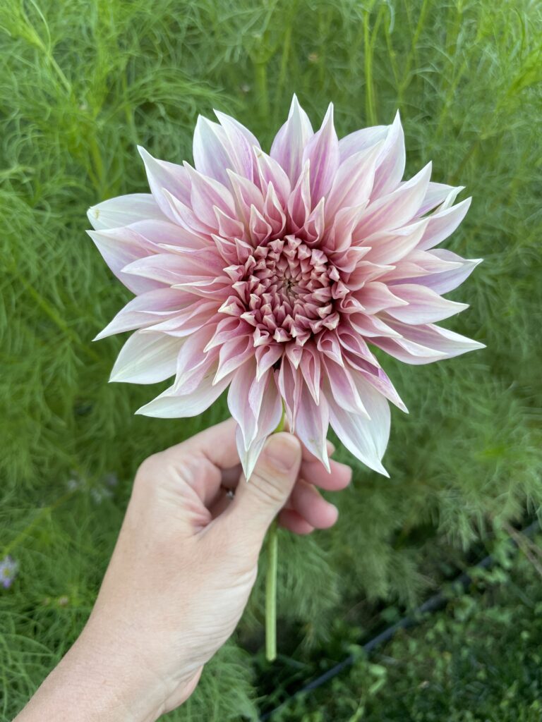 single pink dahlia grown from tuber