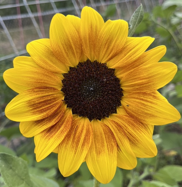 single sunflower