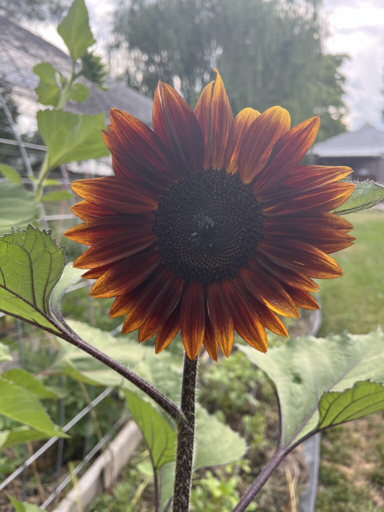 single red sunflower grow from seed