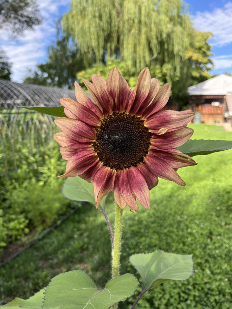 single sunflower