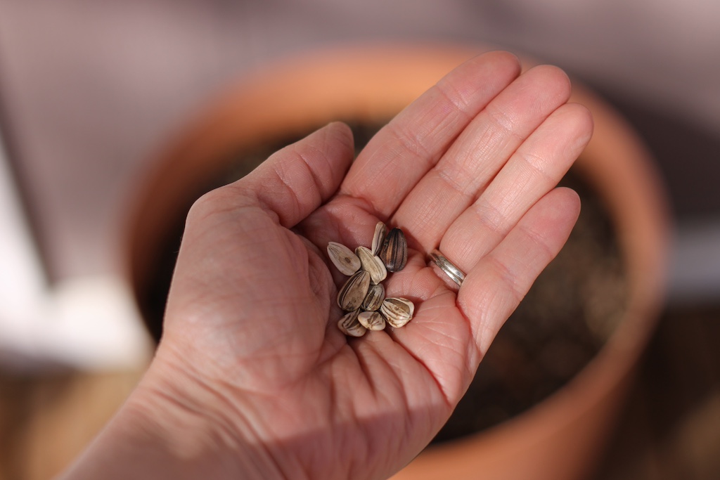 sunflower seeds in a hand in front of a pot
