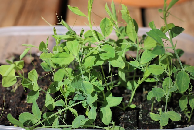 sweet pea plants