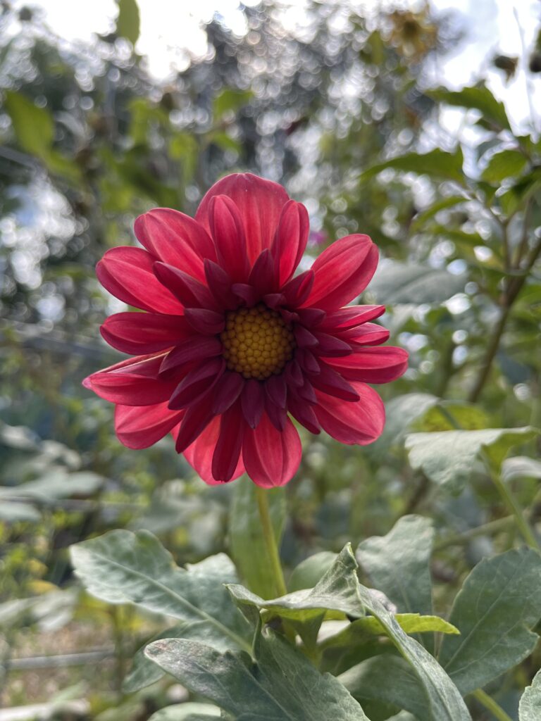 how to plant and care for dahlias