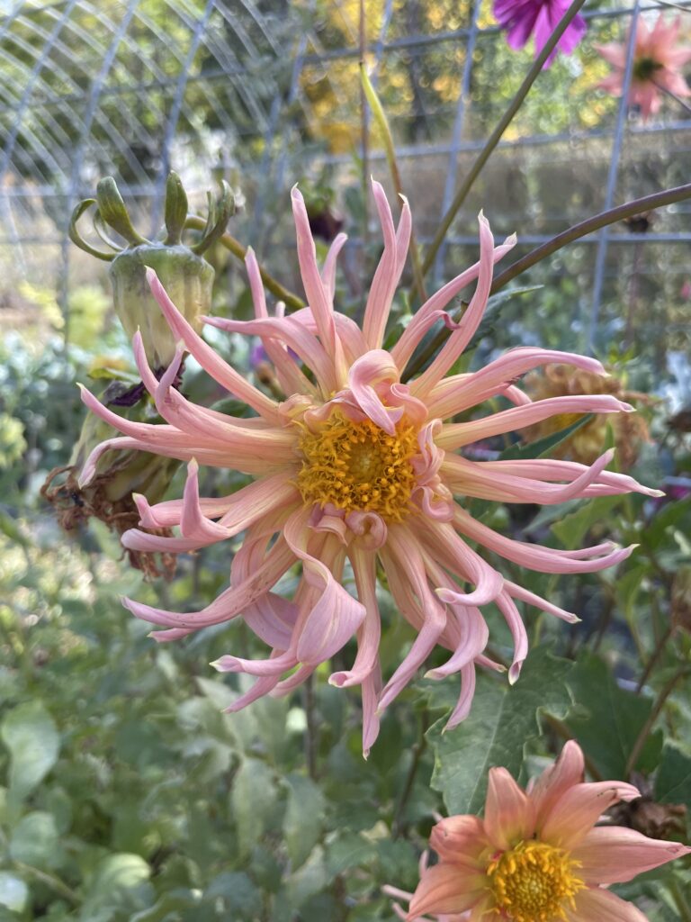 spider looking orange dahlia