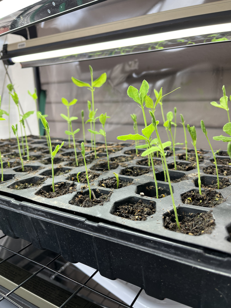 sweet pea seed starting