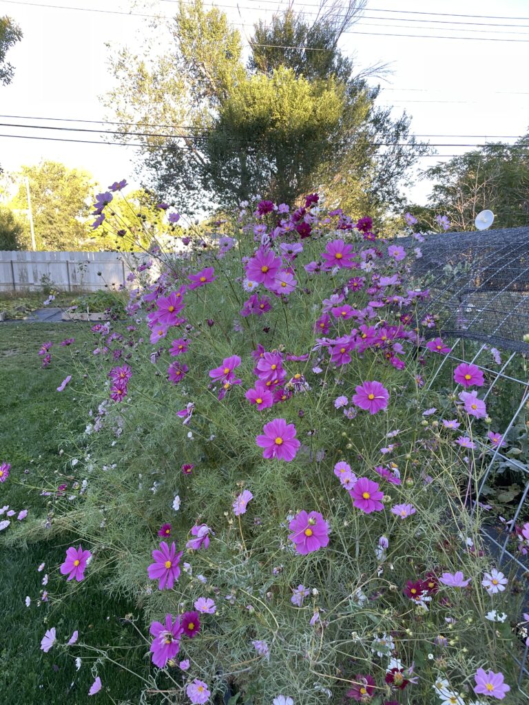 how to grow cosmos many pink cosmos flowers