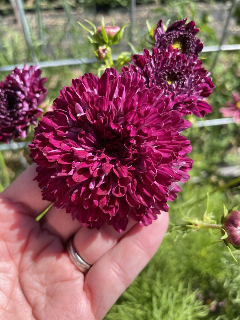 dark purple cosmo with many petals
