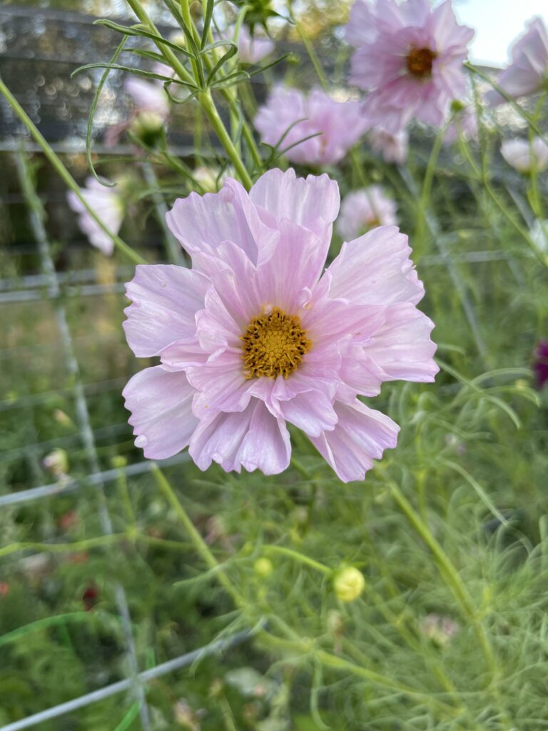 single pink cosmo flower