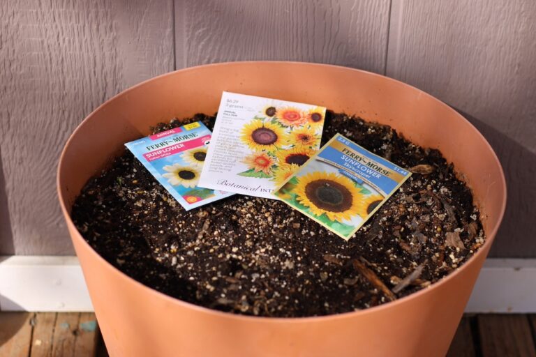 How To Grow a Sunflower in a Pot