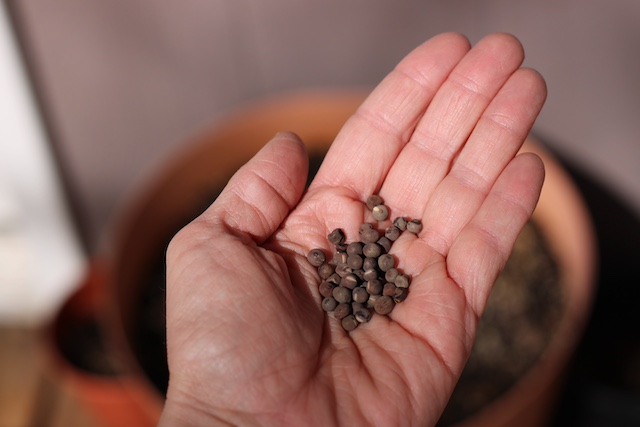 How to Grow Sweet Peas In a Container