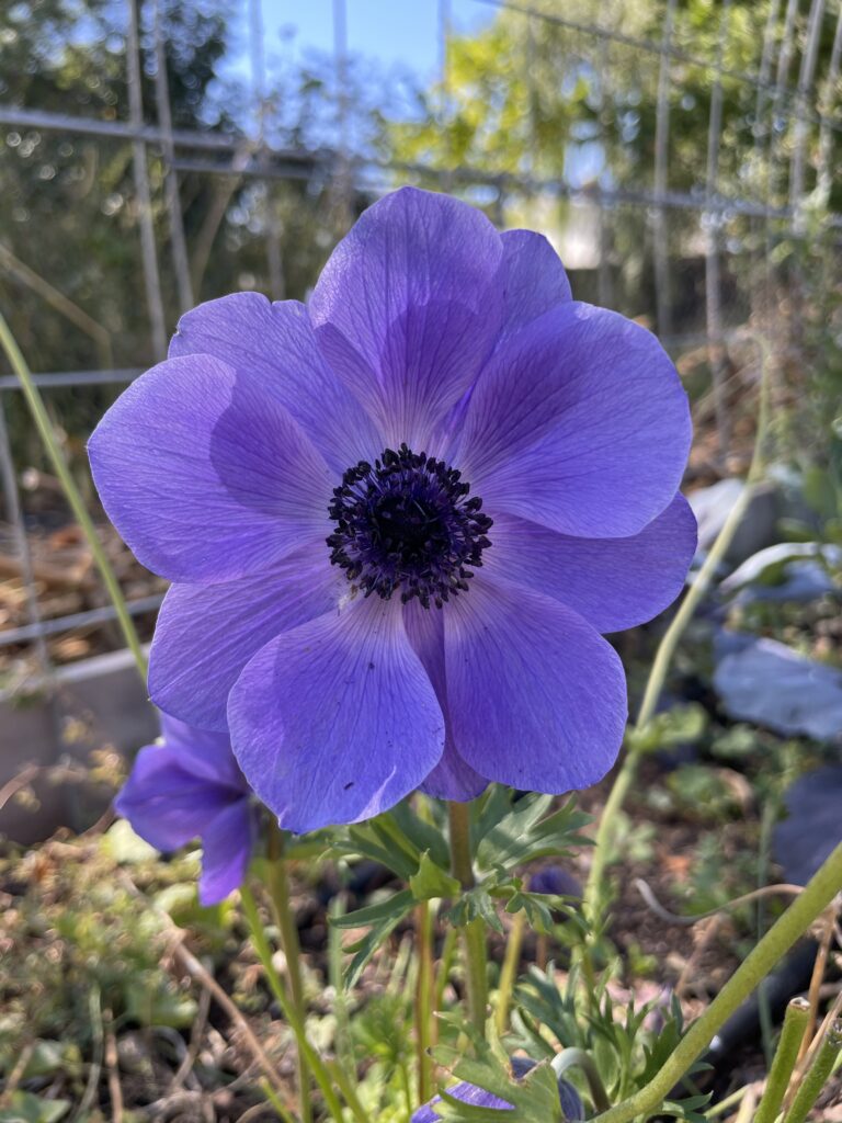 perennial cut flower anemone