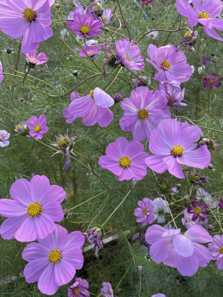 pink cosmo cut and come again flowers