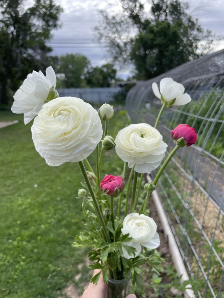 Cut Flower Garden Mistakes – Top 10 Mistakes to Avoid