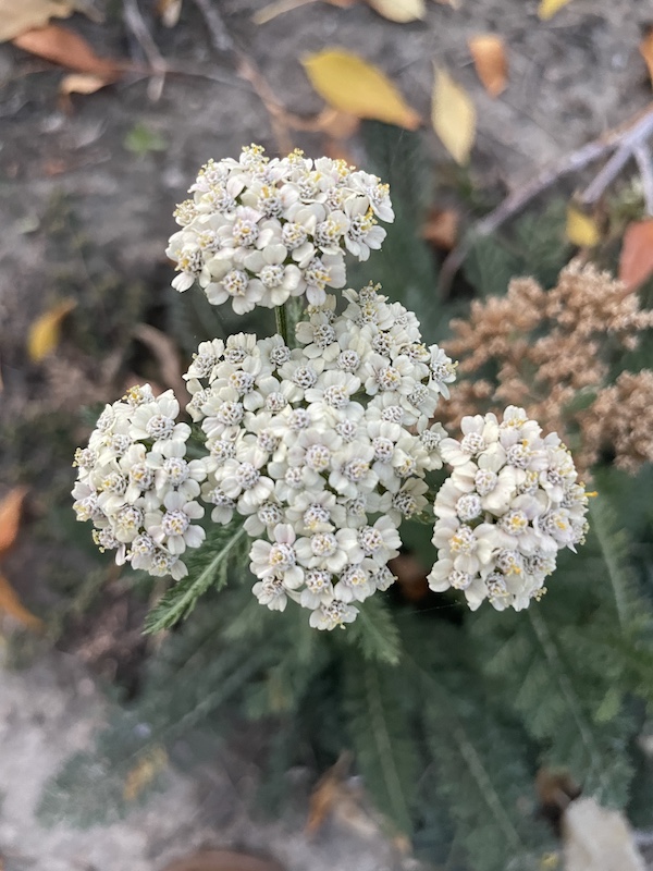How to Grow Yarrow from Seed: An Easy Perennial Anyone can Grow!