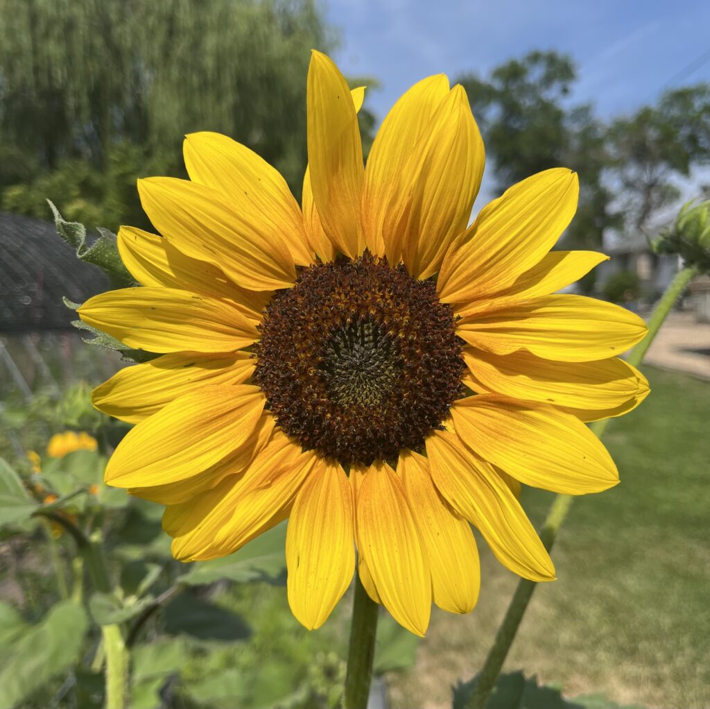 Sunflower