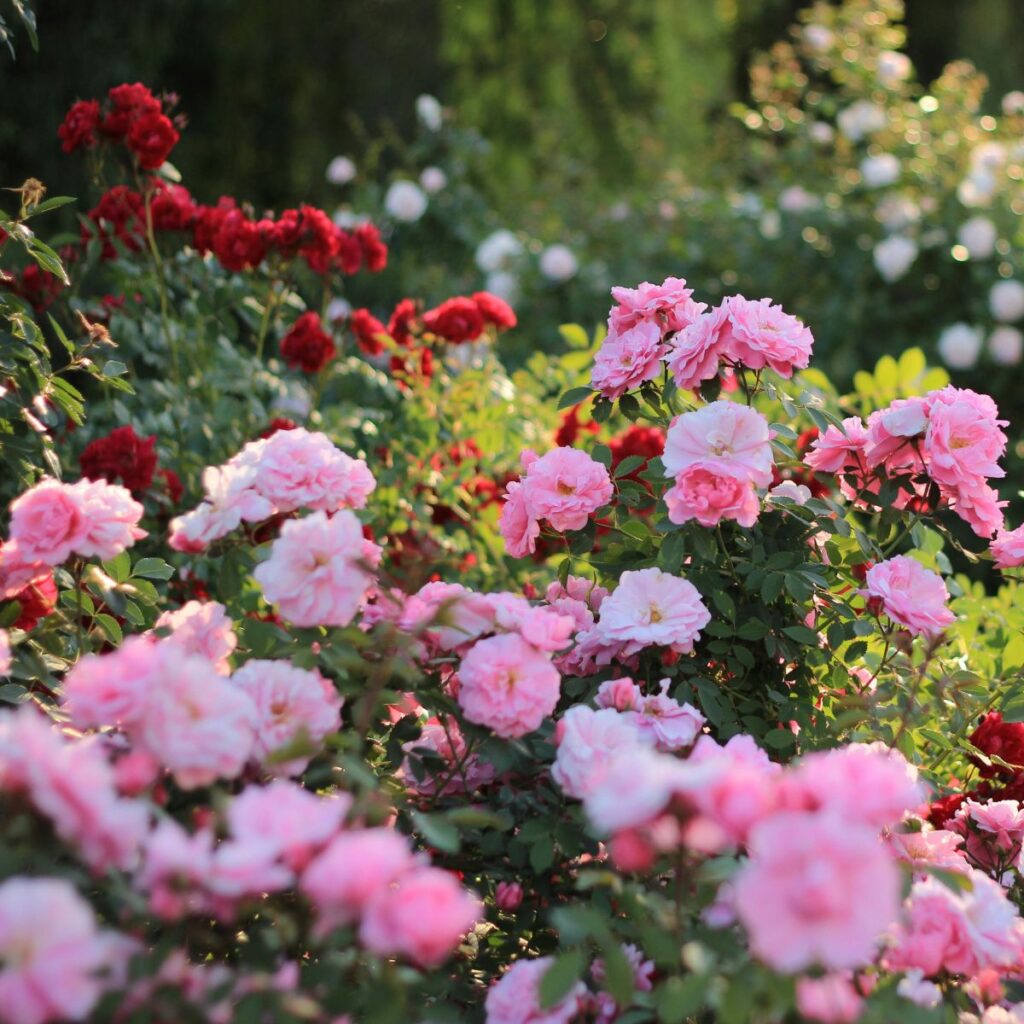 June birth flower Rose