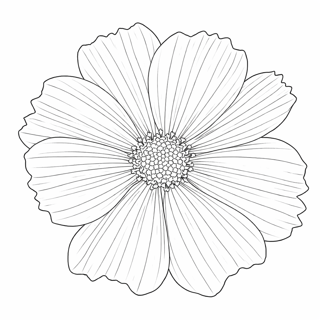 single cosmo flower coloring page