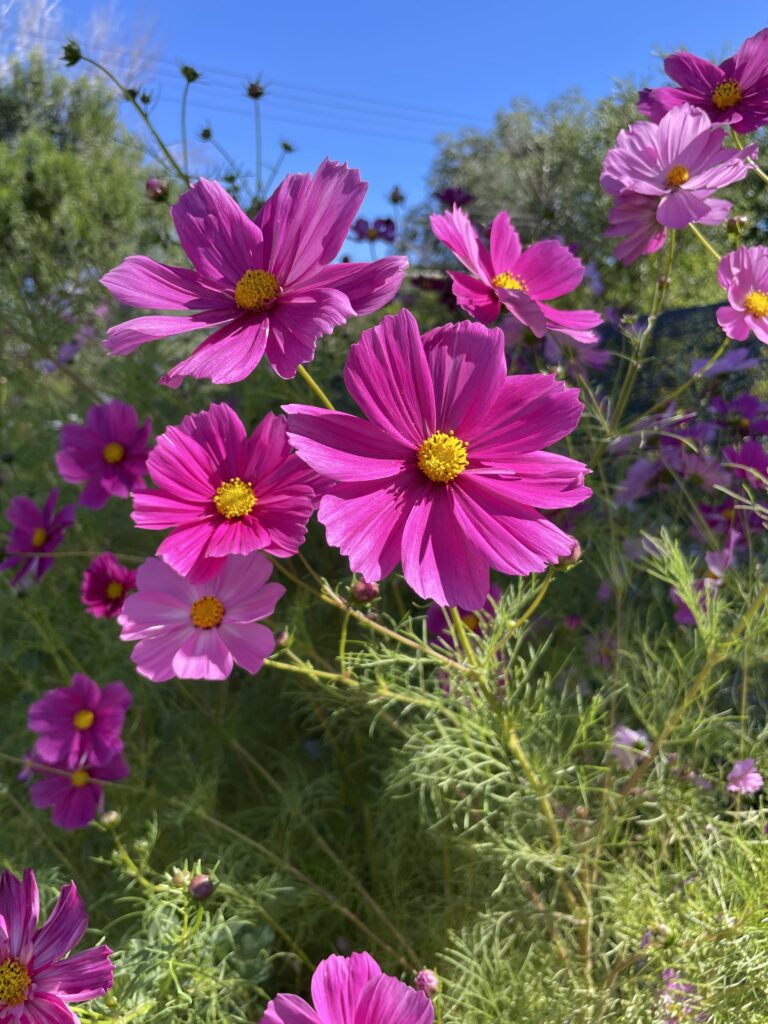 cosmo flowers