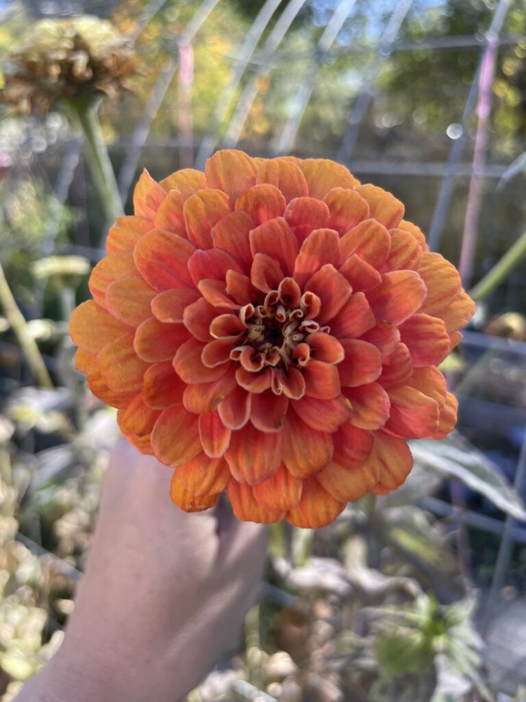 Raised Bed Garden Mistakes- 10 You Don’t Want to Make!