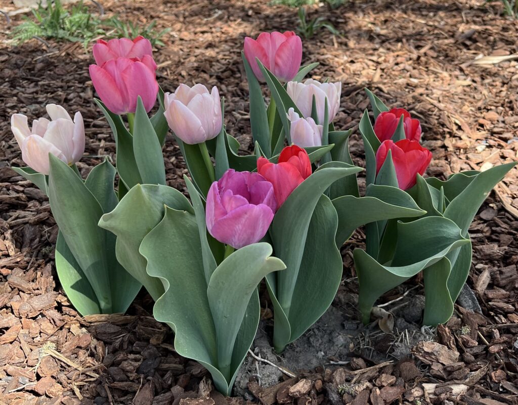 cut flowers tulips pink and red