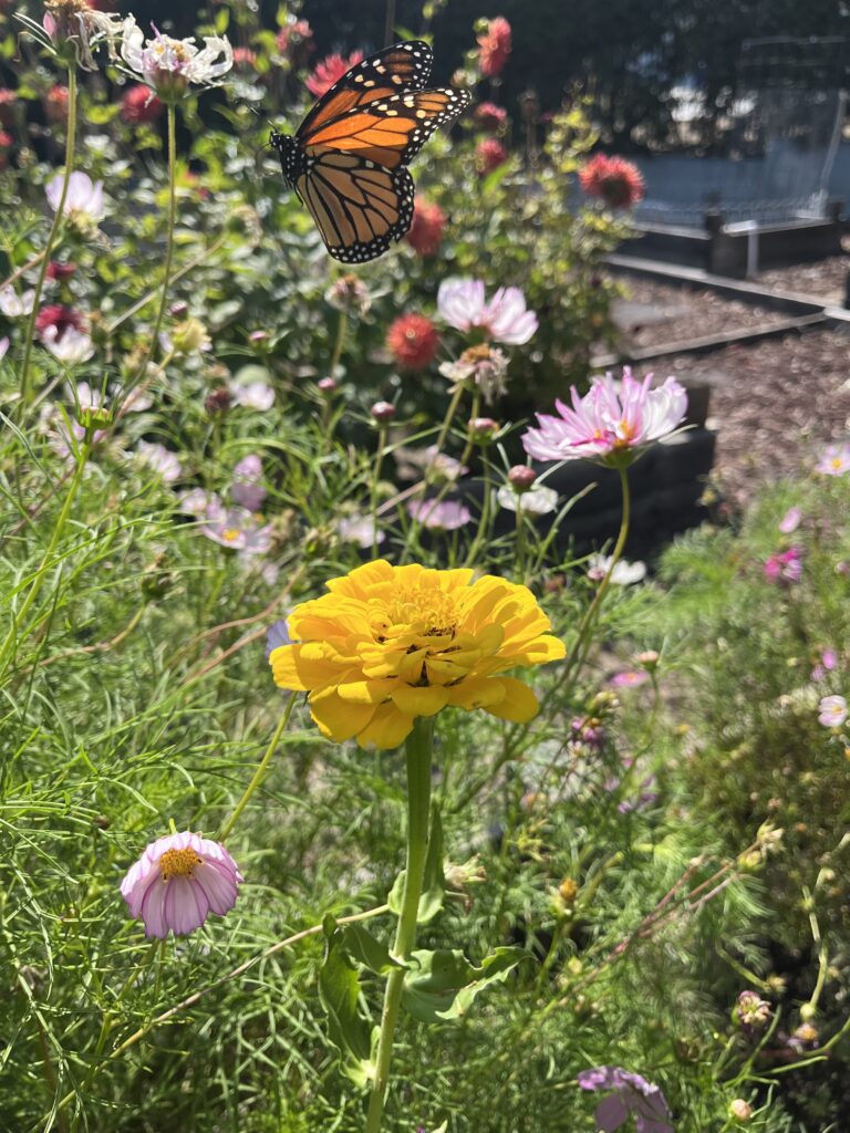 butterfly flying away from zinnia flower